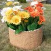 Цветник КАНЬОН купить в Арзамасе
